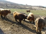 Škótsky dobytok - Highland Cattle
