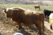 Škótsky dobytok - Highland Cattle obrázok 1