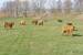 Škótsky dobytok - Highland Cattle obrázok 2
