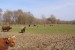 Škótsky dobytok - Highland Cattle obrázok 3