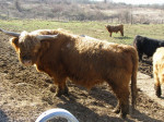 Škótsky dobytok - Highland Cattle – fotka 2