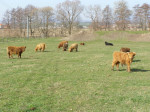 Škótsky dobytok - Highland Cattle – fotka 3