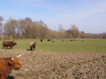 Škótsky dobytok - Highland Cattle – fotka 4